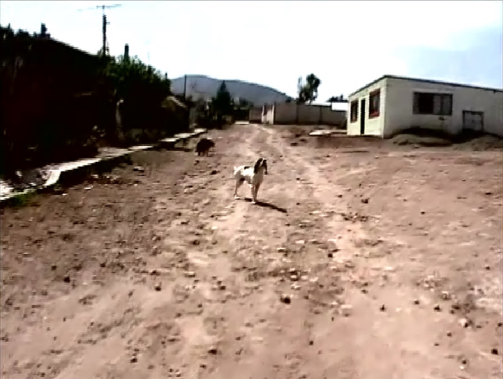 Image of artwork El Gringo, from “Point Of View: A Contemporary Anthology of the Moving Image” by Francis Alÿs