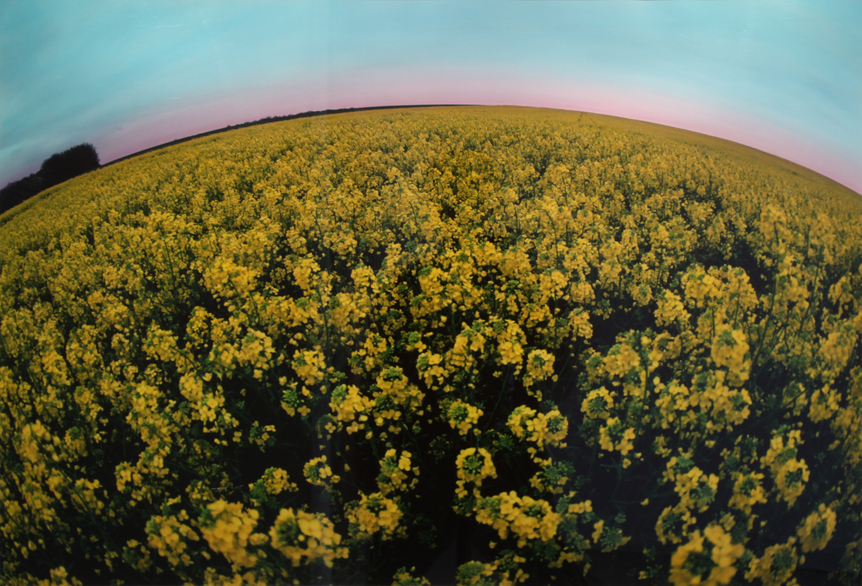 Image of artwork French Mustard Field by Jane Gottlieb